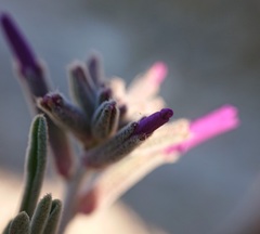 Matthiola fruticulosa