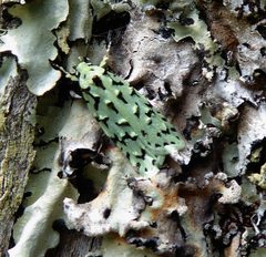 Izatha peroneanella