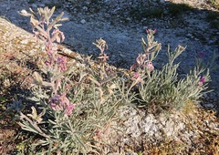 Matthiola fruticulosa