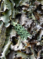 Izatha peroneanella