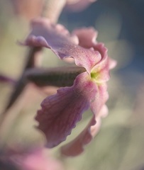 Matthiola fruticulosa