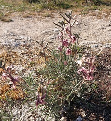 Matthiola fruticulosa