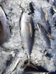 Thunnus atlanticus