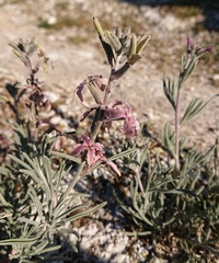 Matthiola fruticulosa