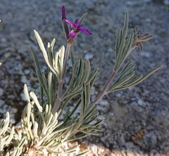 Matthiola fruticulosa