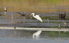 Ardea alba