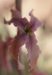 Matthiola fruticulosa