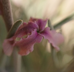 Matthiola fruticulosa