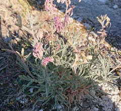 Matthiola fruticulosa