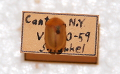 Physonota unipunctata