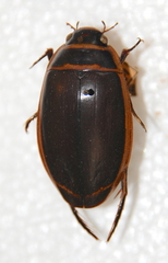 Dytiscus harrisii