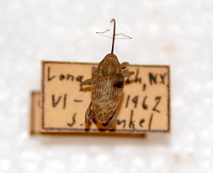Curculio caryae