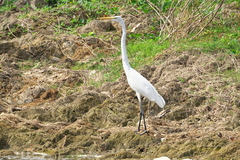 Ardea alba