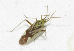 Reuterista instabilis