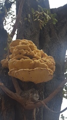 Laetiporus gilbertsonii