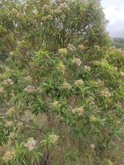 Baccharis latifolia