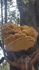 Laetiporus gilbertsonii
