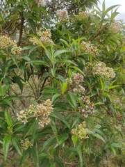 Baccharis latifolia