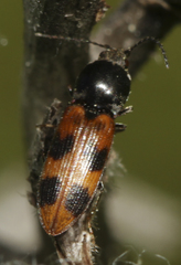 Cardiophorus bipunctatus