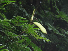 Cenostigma pluviosum