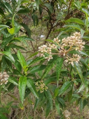 Baccharis latifolia