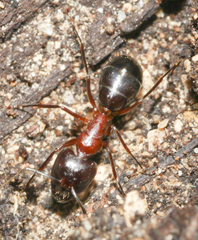 Camponotus sylvaticus