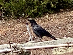 Corvus brachyrhynchos