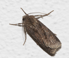 Agrotis segetum