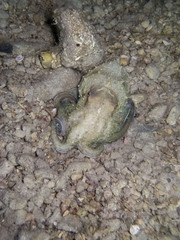 Eledone moschata