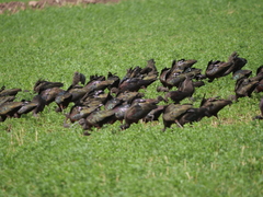 Plegadis chihi