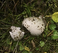 Vanellus chilensis chilensis
