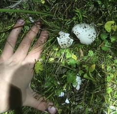 Vanellus chilensis chilensis