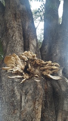 Laetiporus gilbertsonii