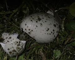 Vanellus chilensis chilensis