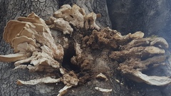 Laetiporus gilbertsonii