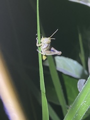 Orthoptera