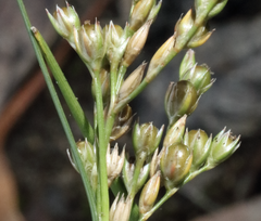 Juncus dichotomus