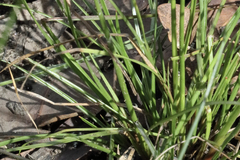 Juncus dichotomus