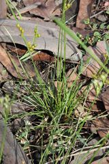 Juncus dichotomus