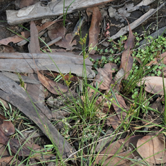 Juncus dichotomus