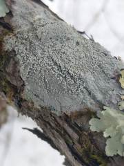 Lepra trachythallina