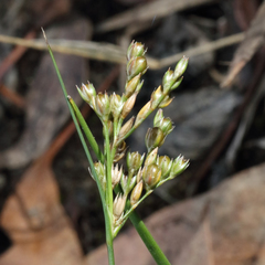 Juncus dichotomus