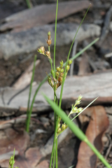 Juncus dichotomus