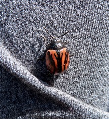 Calligrapha sigmoidea