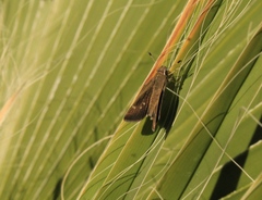 Lerodea eufala eufala