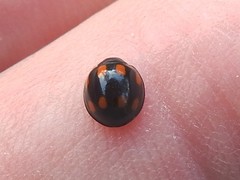 Orcus nummularis