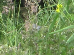 Catamenia analis