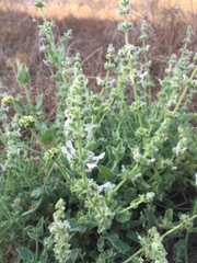 Stachys albens