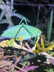 Phylloptera