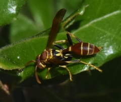 Mischocyttarus mexicanus cubicola
